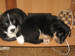 Desk puppies