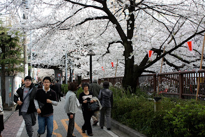 Naka-Meguro Tokyo sakura cherry blossom