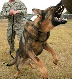 [AttackDog.jpg]