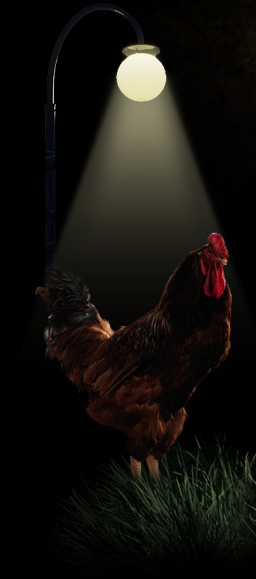[AmbienCR-Rooster.jpg]