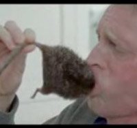 [Pfizer-rat-ad.jpg]