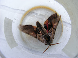 Twin-Spotted Sphinx Moth
