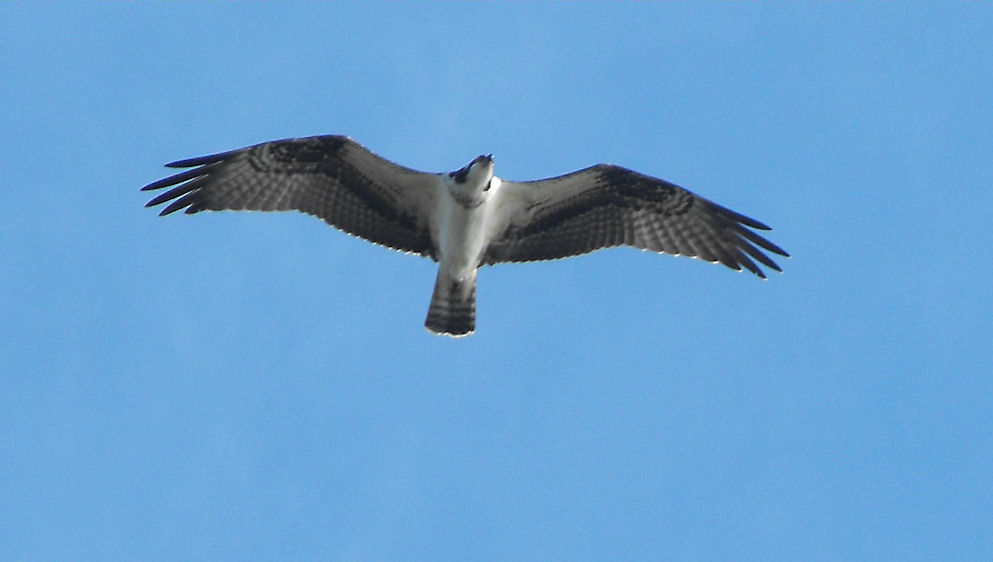 Merlin Falcon Flying