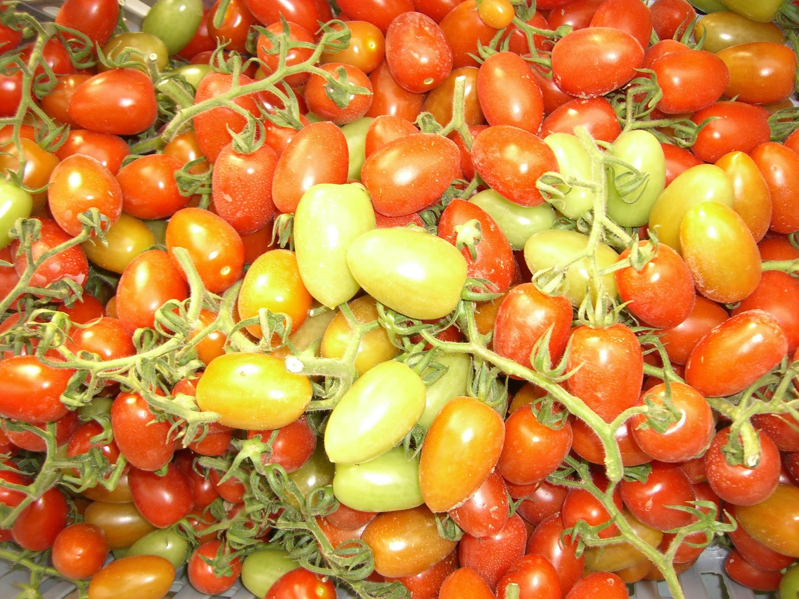 Fresh Food & Fresh Ideas. Winter Tomatoes