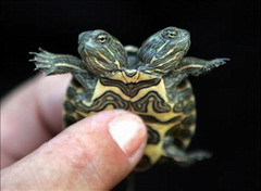 [two-headed-turtle.jpg]