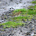 An image of the Castlemartin Pectoral Sandpiper