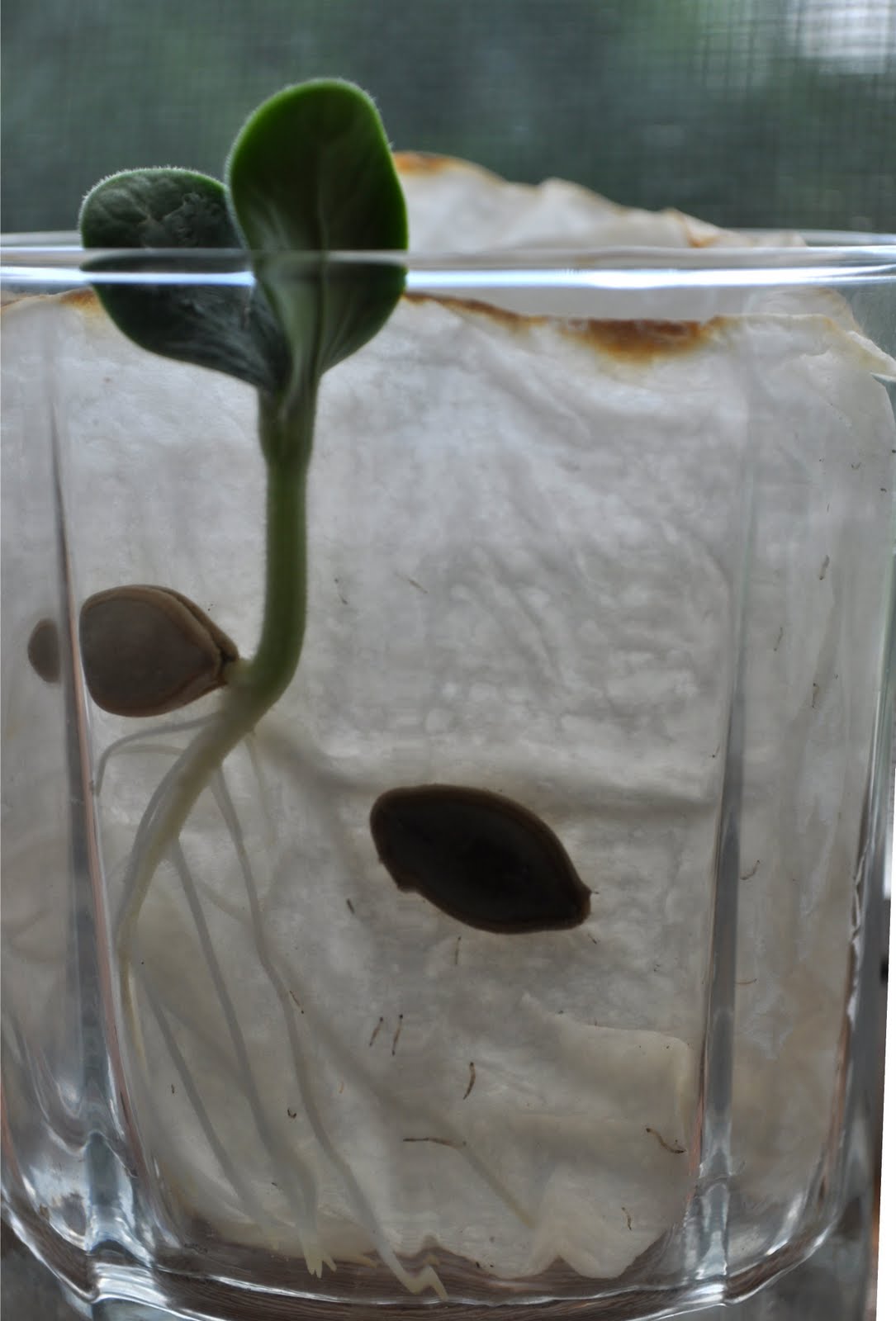 Germinate watermelon seeds paper towel