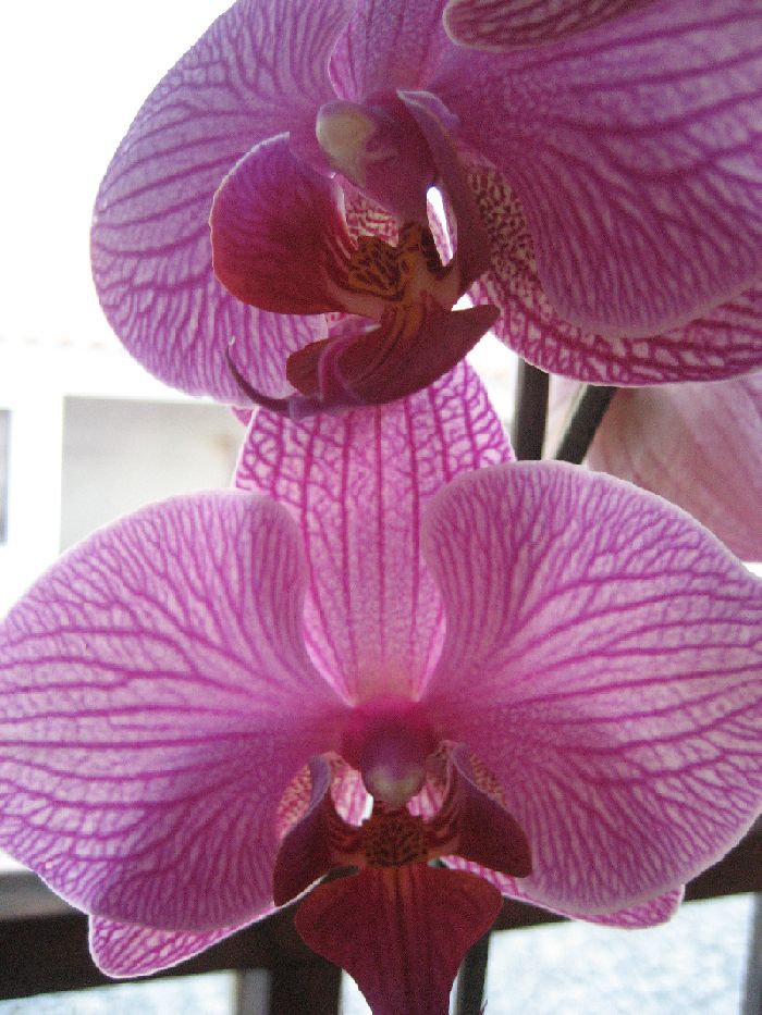 [orquidea.jpg]