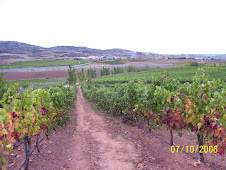 Vineyards Northern Spain