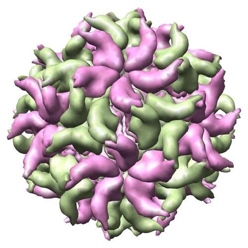 Bridgehead Carbons Structure of a Viral Protein Coat