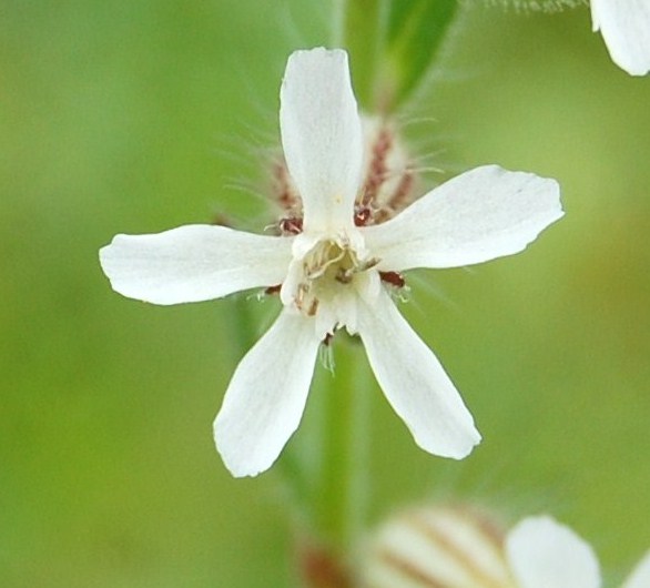 [Silene+gallica+(2).JPG]