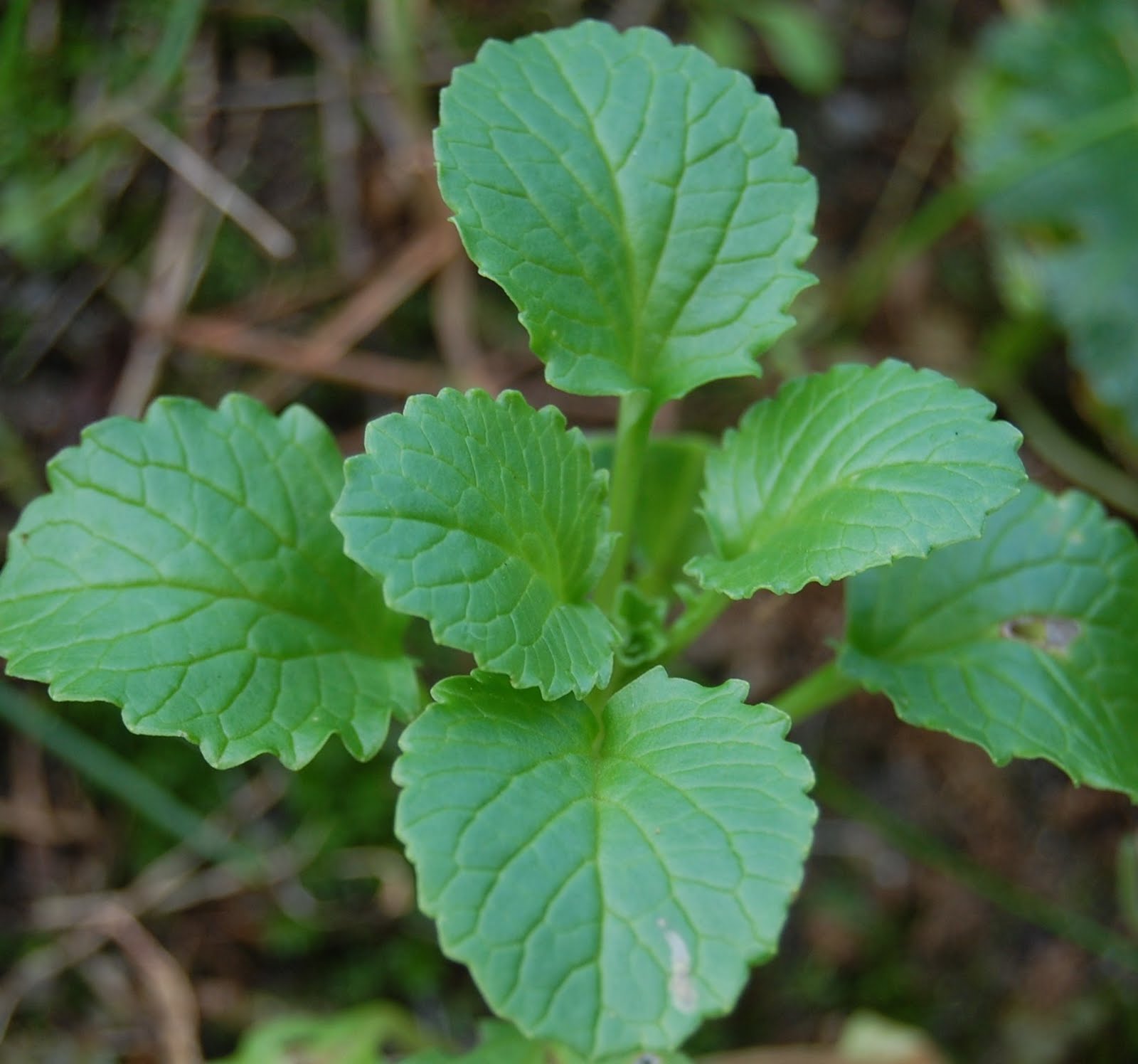 [Calcitrapa+(2).JPG]