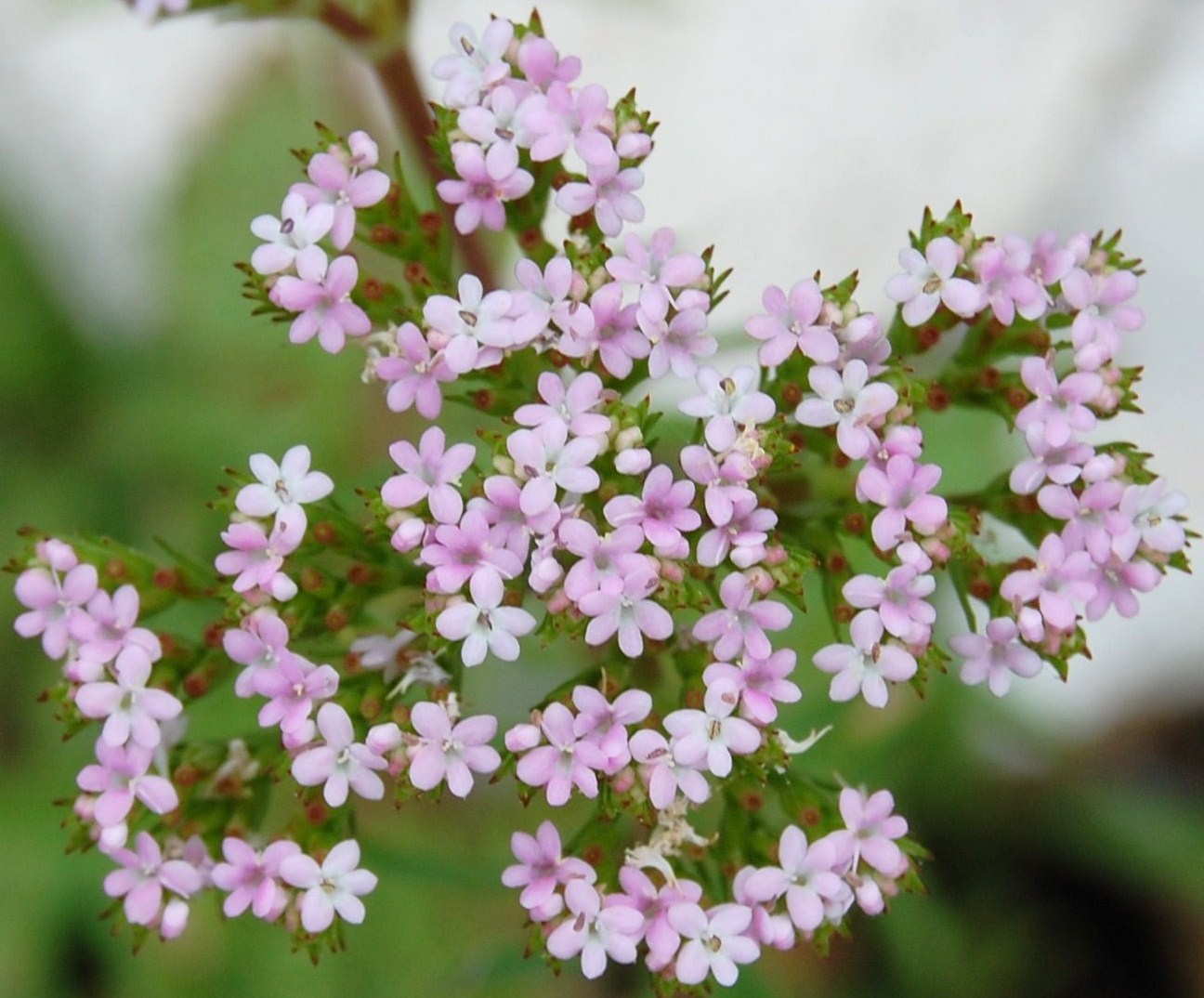 [Calcitrapa+(Centranthus+calcitrapae)++(5).JPG]