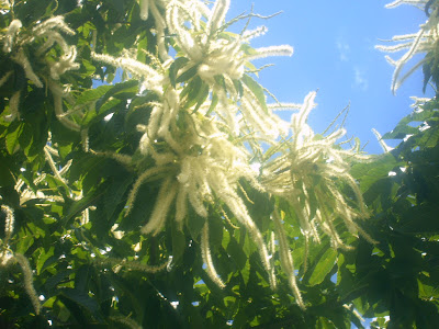 Plantas Beleza E Diversidade Humiles Ac Utiles Listen to humiles | soundcloud is an audio platform that lets you listen to what you love and share the sounds you create. plantas beleza e diversidade humiles ac utiles