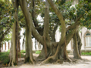 [Ficus+Macrophylia+Desf..JPG]