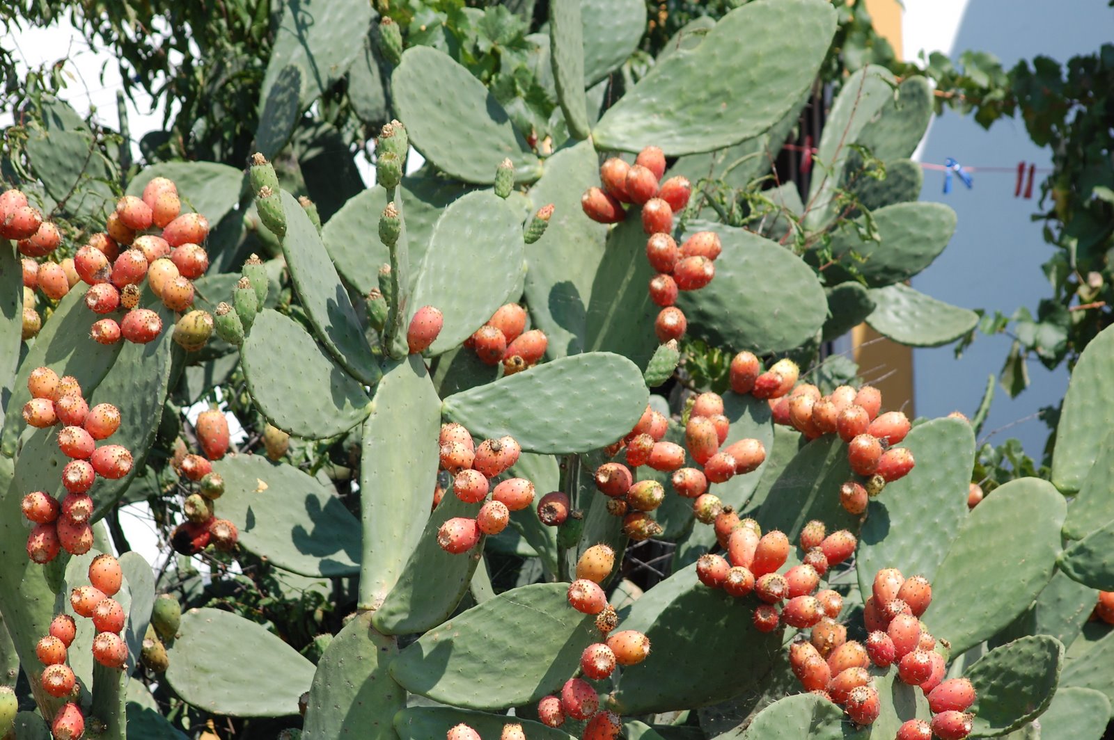 [Opuntia+ficus-indica+(L.)+Mill.+Figueira-da-índia+(13).JPG]