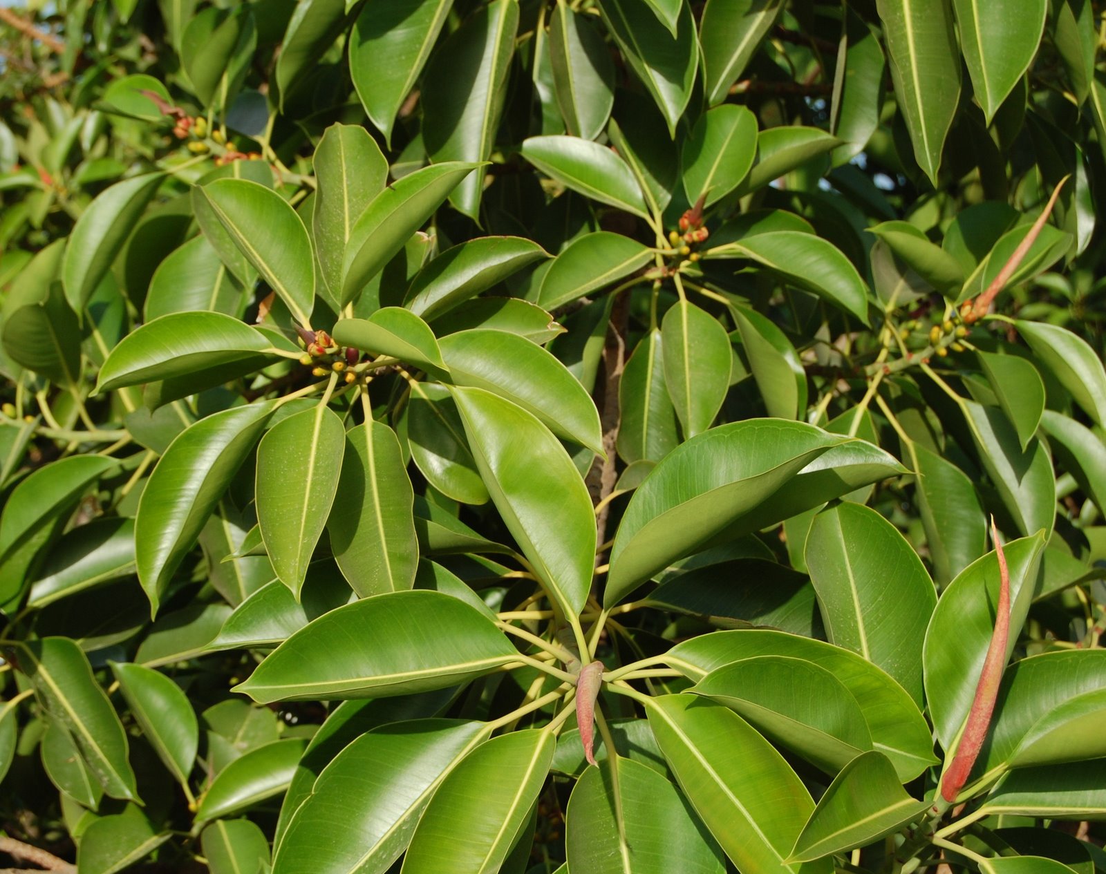 [árvore-da-borracha+-+ficus+elastica+(2).JPG]