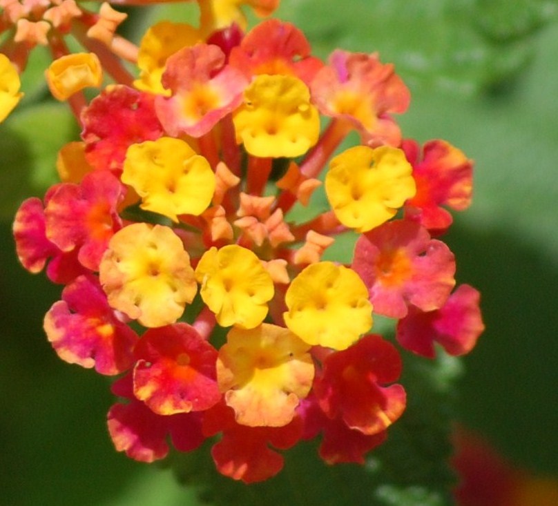 [Lantana+(5).JPG]