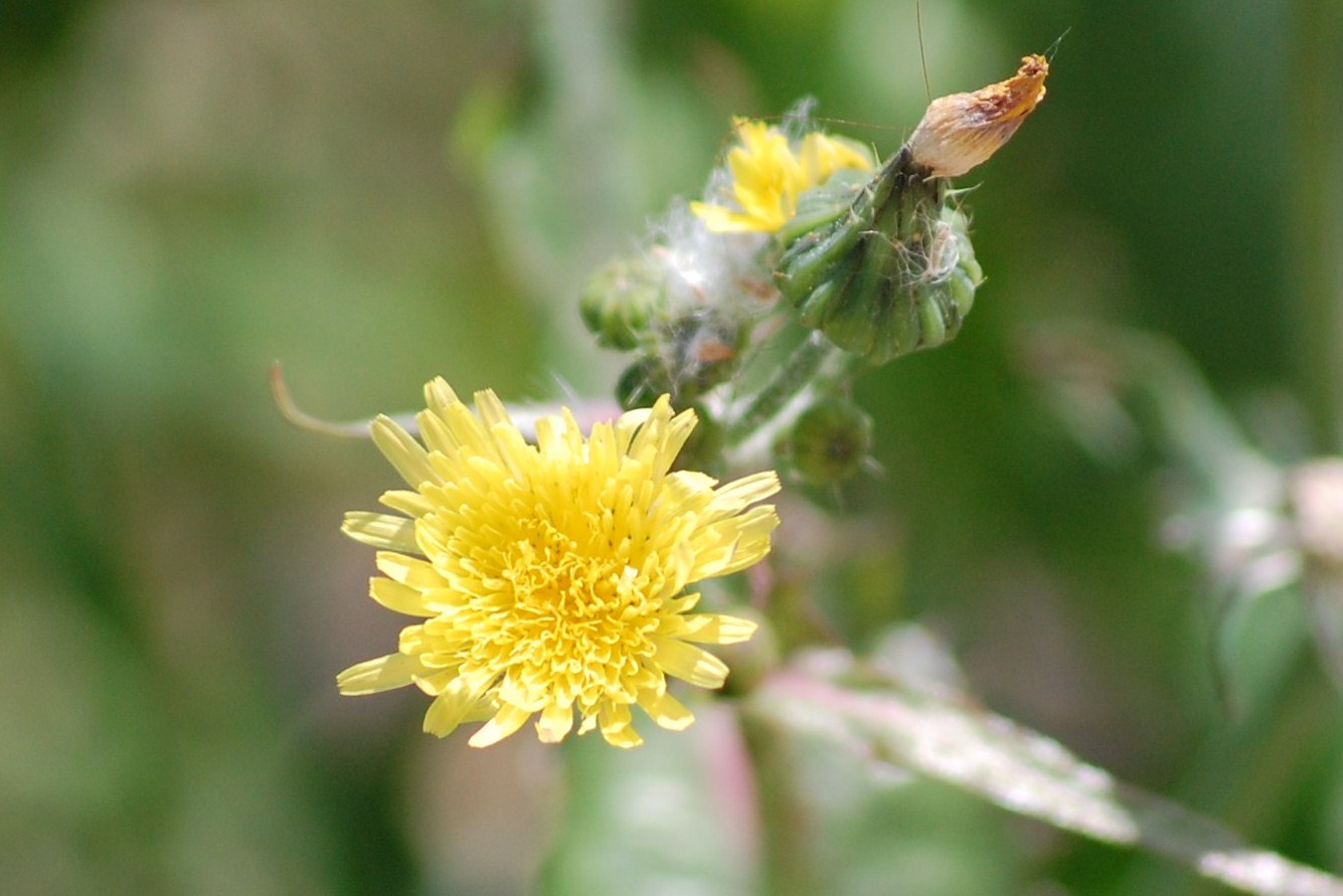 [Serralha+(Sonchus+oleraceus+L.JPG]