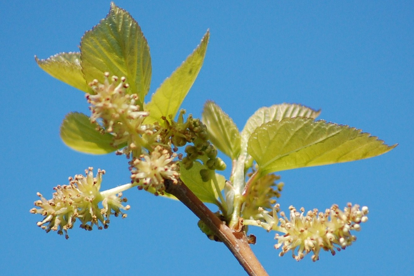 [amoreira-branca+(Morus+alba+L.JPG]