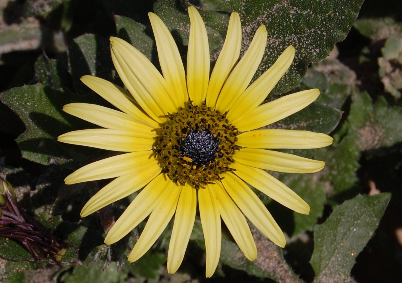 [Erva-gorda+Arctotheca+calendula+(24).JPG]