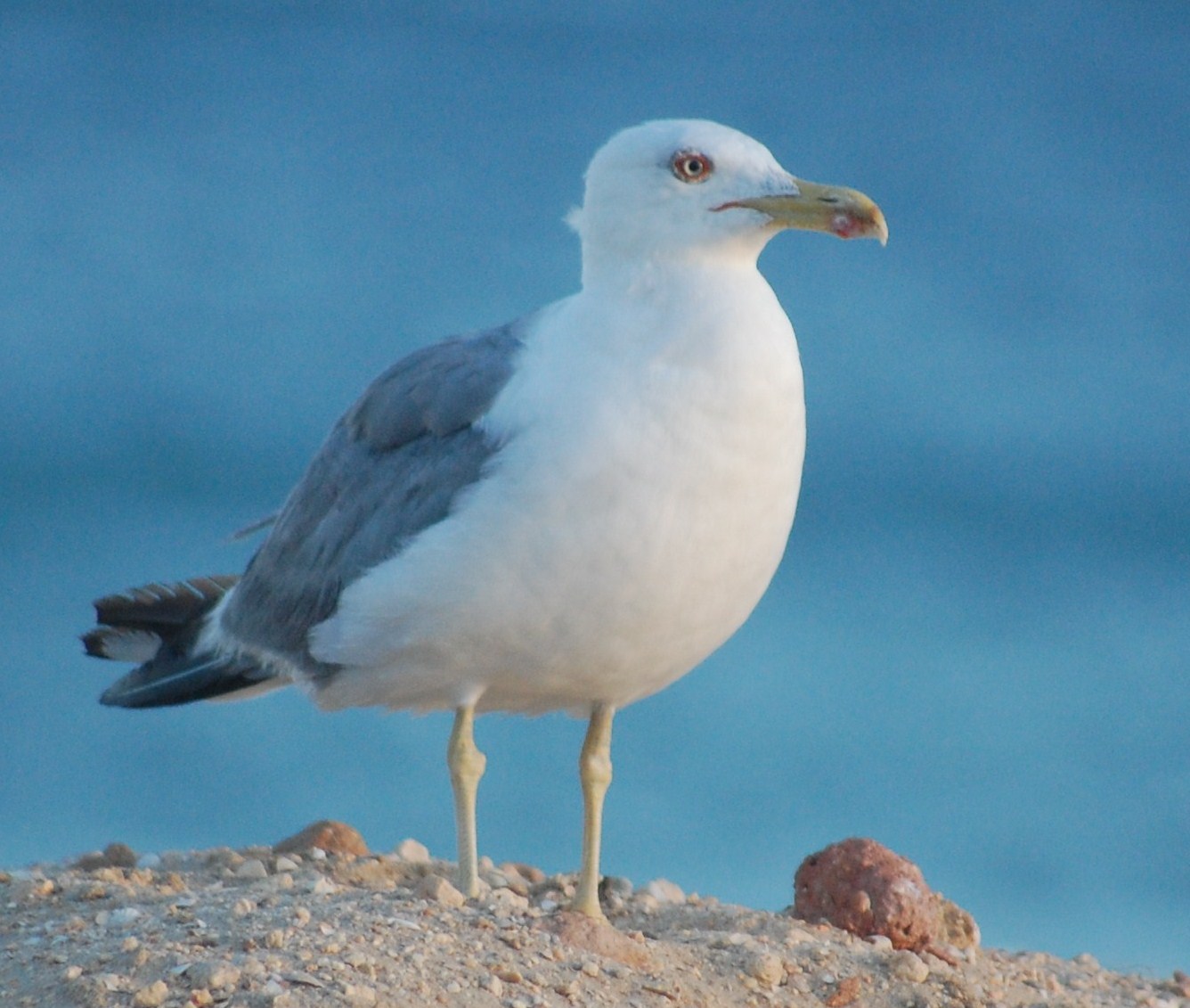 [Gaivota-argêntea+(Larus+michahellis)+(48).JPG]