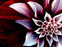 صور ولا اروع بجودة عالية wallpapers.Vector graphics.PSD Beautiful+Enigmatic+Flower