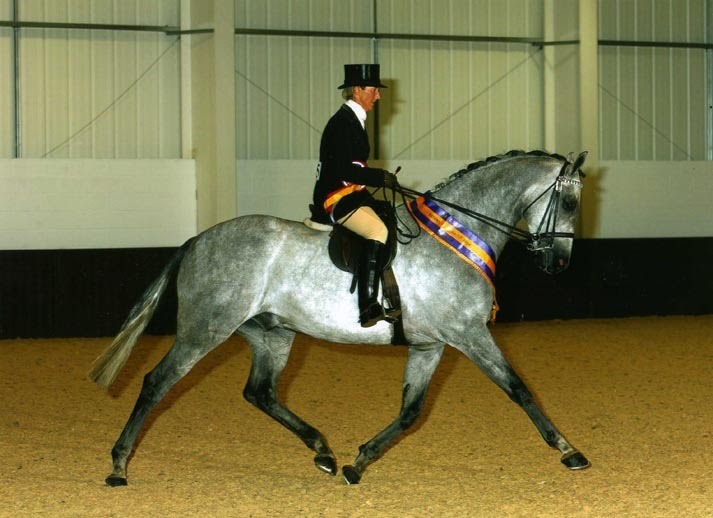 New Zealand Horse Tales THE RIDING HORSE NEW ZEALAND'S LATEST SHOW CLASS