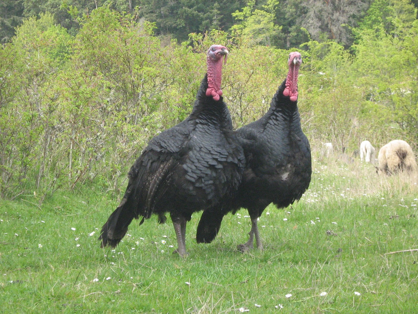 Spanish Black Turkey