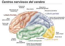 Areas Cerebrales