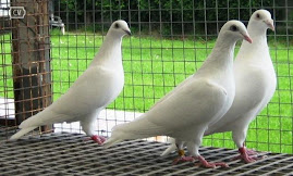 palomas blancas peru