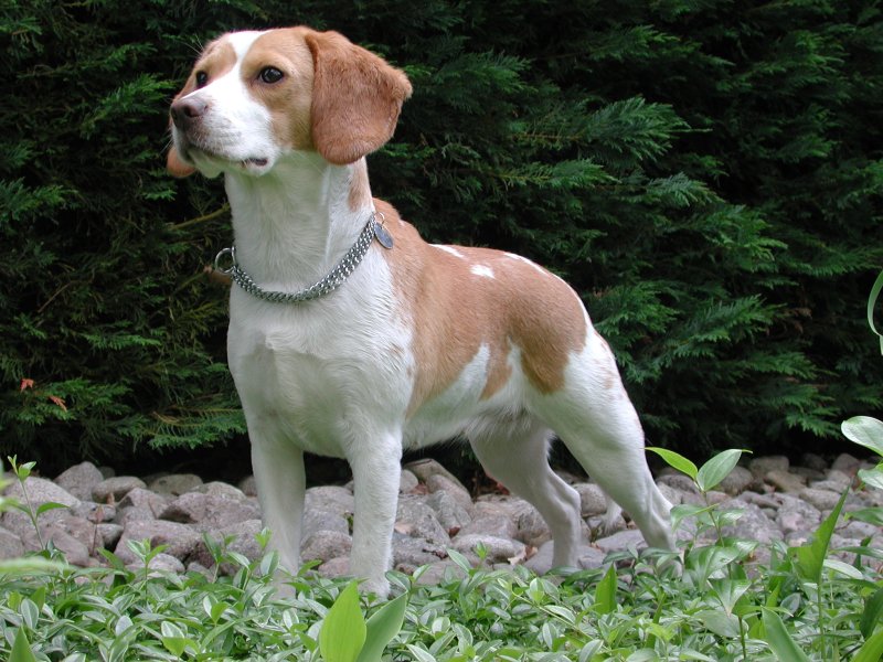 Mottled Beagle
