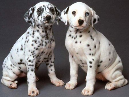 Dalmatian Dog Lovers
