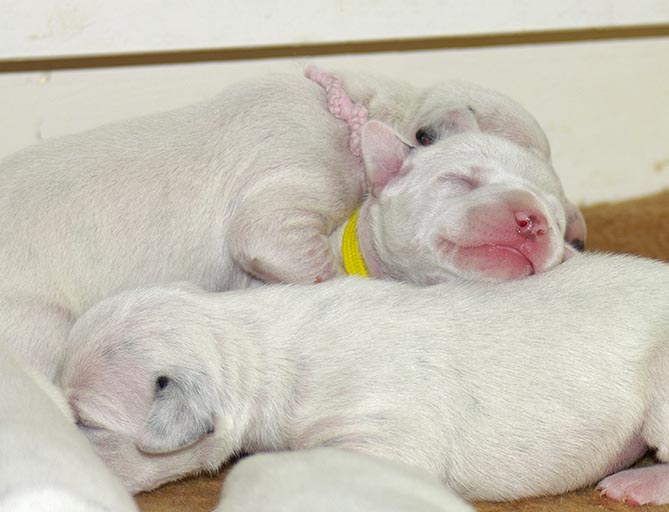 Can Female Dogs Get Pregnant While On Their Period Can Female Dogs Get Pregnant While On Their Period