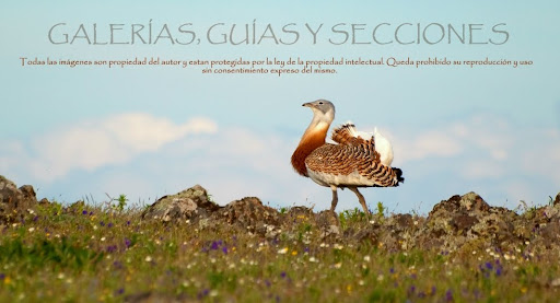 Galerías, Guías y Secciónes