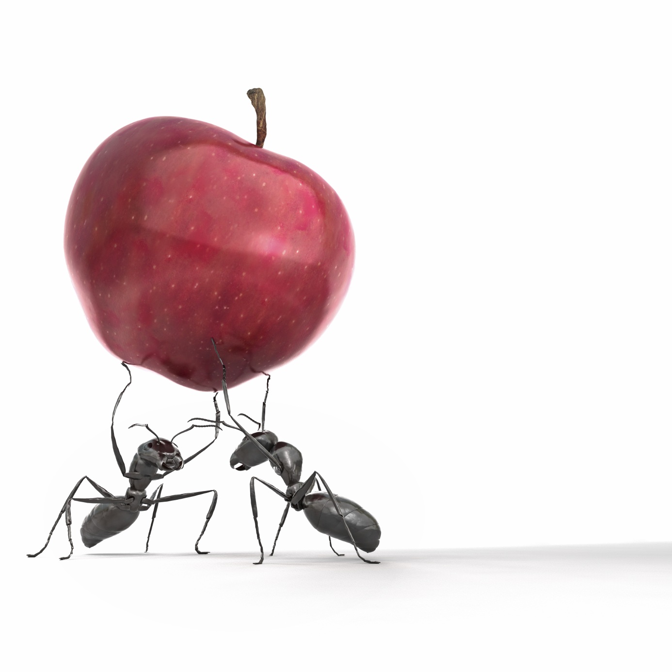 [Ant_apple.jpg]