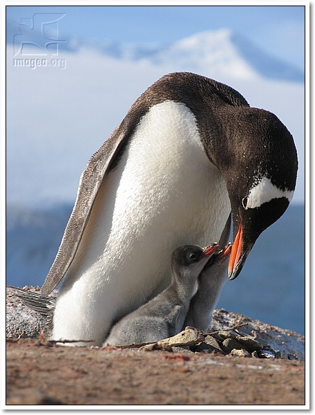 gentoo penguin