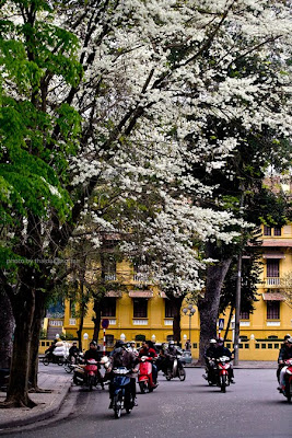 Hanoi flowers season in March Hanoi flowers season in March
