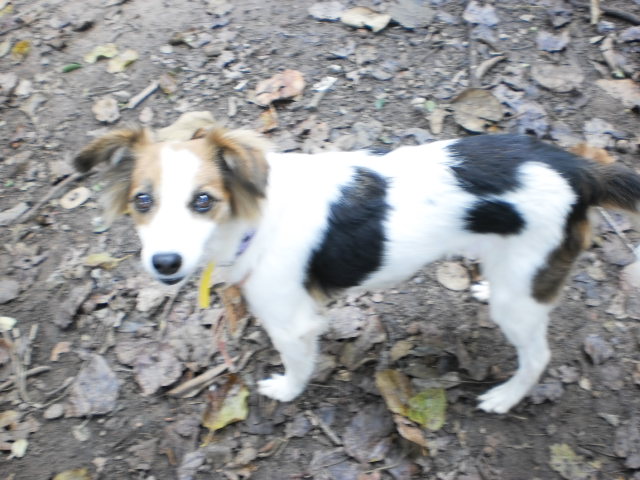 Safira pequena menina