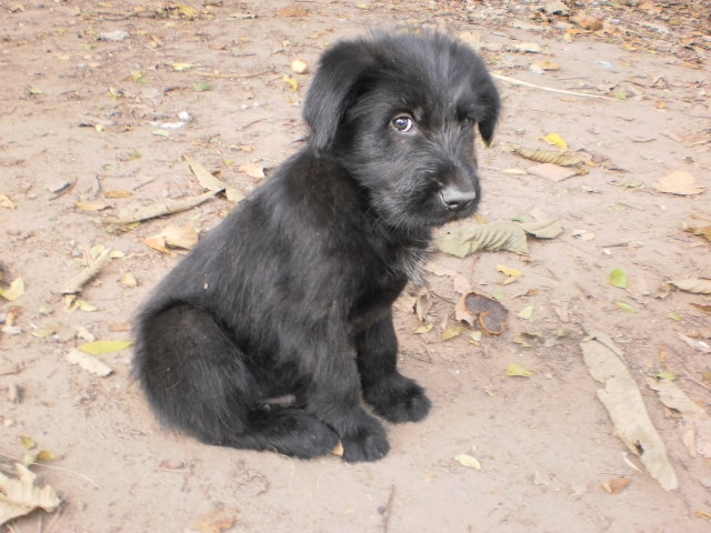 Filhote mestiço poodle