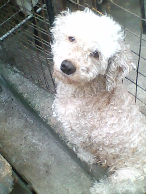 poodle macho medio