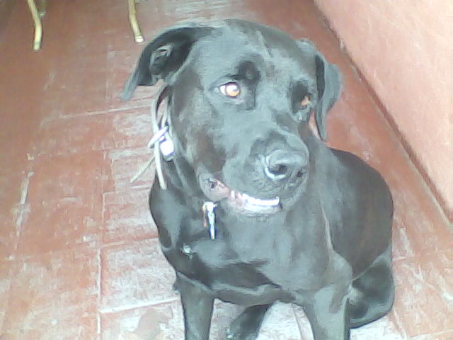 Jamie mestiço hotwaller