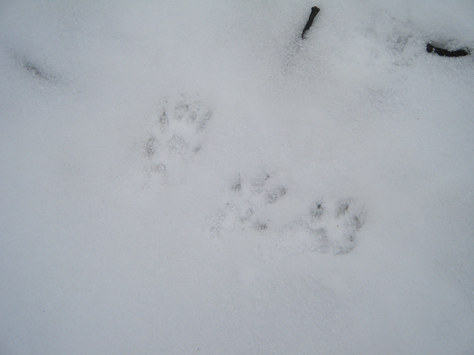 What About Pie chicken tracks...and other critter tracks as well!