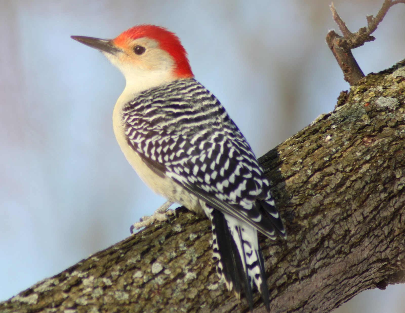 Gardening for Wildlife Redbellied Woodpecker