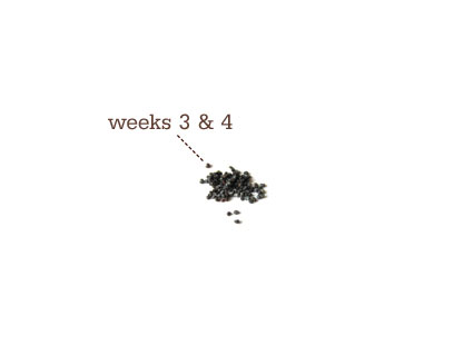 [Week+4-poppyseed.jpg]