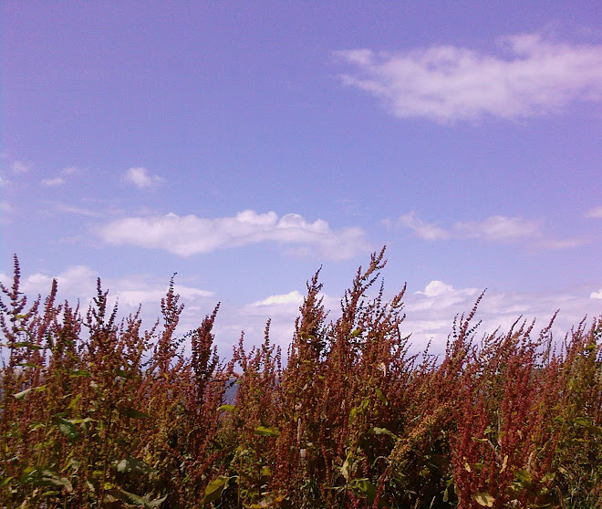 RED SORREL AGAINST A BLUE SKY