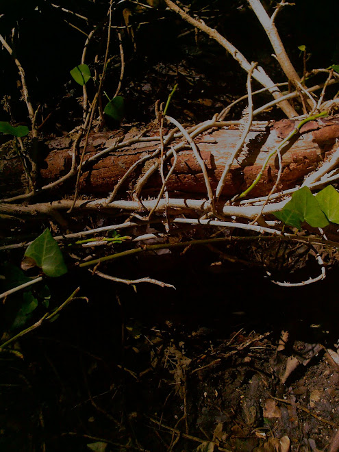WHITE IVY LOOPS OVER DARK WOOD