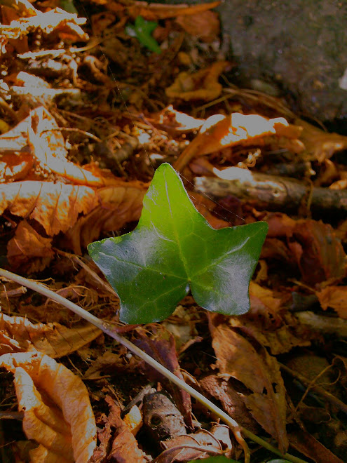 SINGLE IVY LEAF WITH DEAD LEAVES