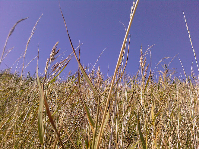 DRY REEDS