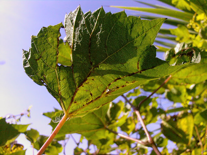 VINE LEAF IN OCTOBER